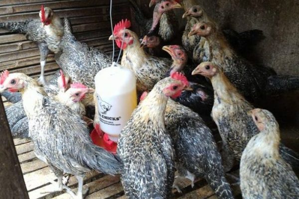 Cara Ternak Ayam Arab Skala Kecil Mulai dari Rumah - HOBI TERNAK