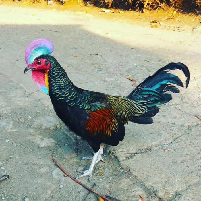 Informasi Lengkap Mengenai Ayam Arab - HOBI TERNAK