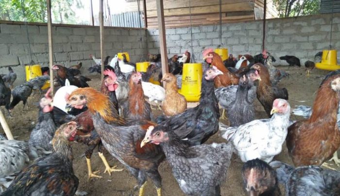 Ternak Ayam KUB Part 5 : Sistem Kandang Ayam KUB Modern untuk Pemula Ternak ayam kampung pemula di XIV Koto, Muko Muko