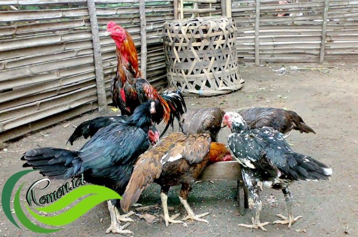Daftar Jenis Ayam Buras Di Indonesia | Info Daging Ayam | Peralatan ...