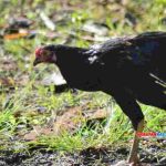 Harga ayam kampung di Jeumpa Aceh Barat Daya