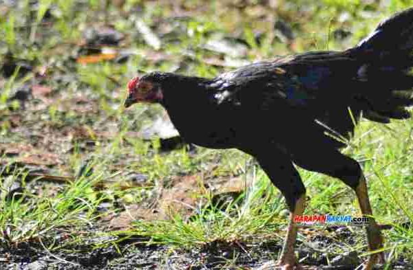 Harga ayam kampung di Jeumpa Aceh Barat Daya