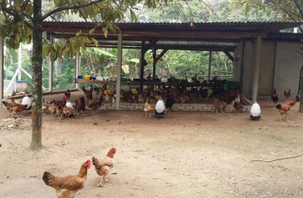 PETERNAKAN AYAM KAMPUNG TERBESAR ADA DI BOGOR - YouTube