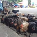 Harga ayam kampung di Darussalam Aceh Besar