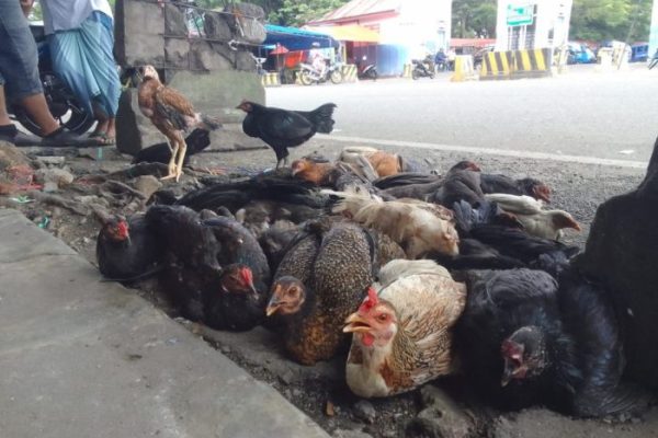Harga ayam kampung di Darussalam Aceh Besar