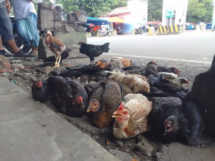 Jelang Lebaran Harga Ayam Kampung Meroket – Kalesang Harga ayam kampung di Darussalam Aceh Besar