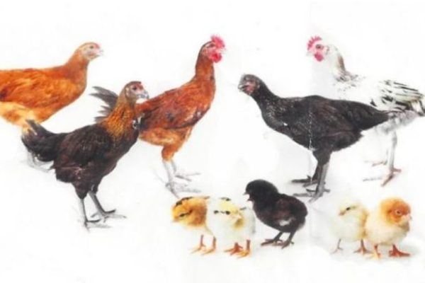 Ternak ayam kampung pemula di Ulu Talo, Seluma