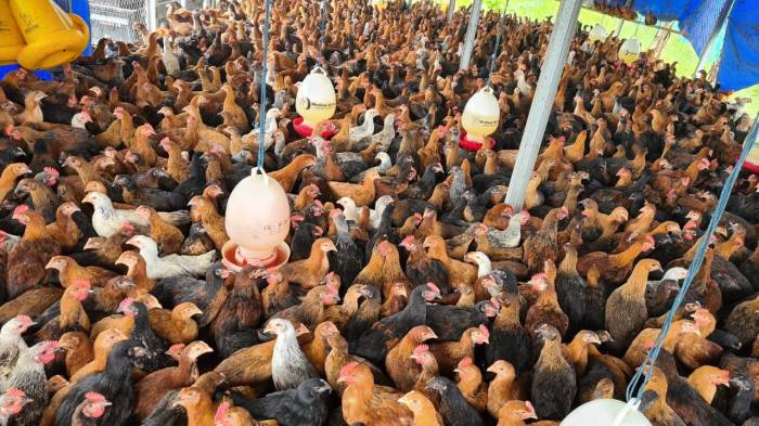 4 Panduan PENTING Ternak Ayam Arab Petelur Ayam arab di Ulu Belu, Tanggamus