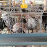 4 Alasan Kenapa Anda Harus Beternak Ayam Arab Jantan HOBI TERNAK