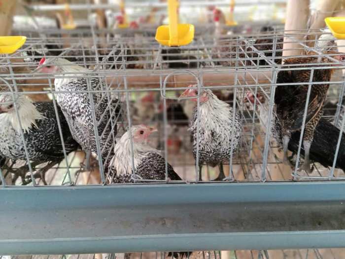 DOC Ayam Arab - Bisnis Ayam Arab yang Menguntungkan DOC Ayam Arab - Bisnis Ayam Arab yang Menguntungkan