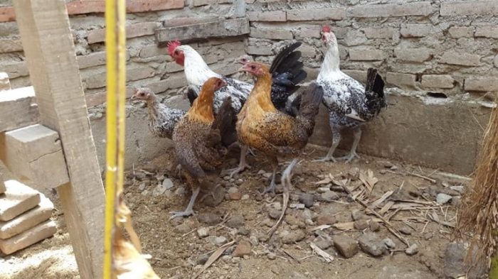 Jual Ayam Arab Usia Baru Saja Menetas dan Beberapa Informasi Mengenai ... Jual Ayam Arab Usia Baru Saja Menetas dan Beberapa Informasi Mengenai ...