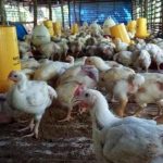 CARA TERNAK AYAM KAMPUNG ULU PEMULA | Usia Rawan DOC - 7 hr | Mudah ...