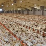 Ayam Broiler: Si Ayam Cuan yang Paling Banyak Dibudidayakan - Blog