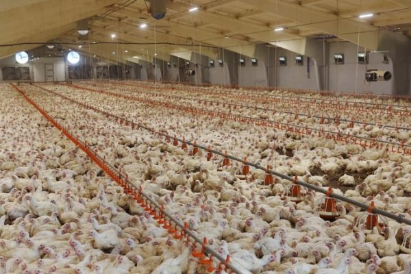 Ayam Broiler: Si Ayam Cuan yang Paling Banyak Dibudidayakan - Blog