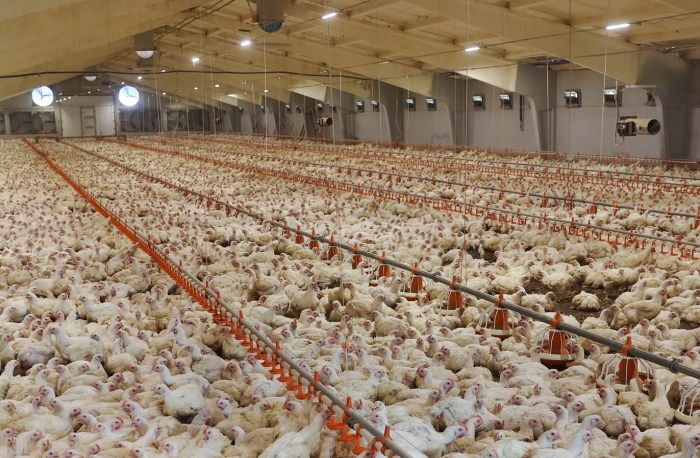 Ayam Broiler: Si Ayam Cuan yang Paling Banyak Dibudidayakan - Blog Ayam Broiler: Si Ayam Cuan yang Paling Banyak Dibudidayakan - Blog