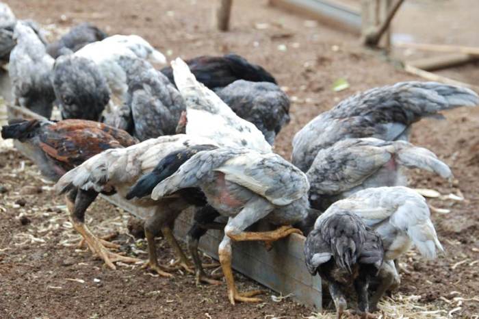 Peternakan ayam Lonuo layani kebutuhan DOC ratusan kelompok - ANTARA ... Peternakan ayam Lonuo layani kebutuhan DOC ratusan kelompok - ANTARA ...