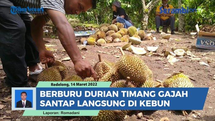 Durian Timang Gajah, Kuliner Wajib bagi Wisatawan di Bener Meriah