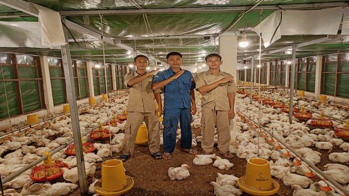 peternakan ayam petelur di tegal peternakan ayam petelur di tegal