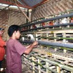 Penjual ayam petelur terdekat di Tapak Tuan Aceh Selatan