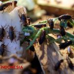 Ternak jangkrik di Suka Makmur, Aceh Besar