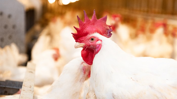 Mentan SYL Terapkan Role Model Penerapan Sistem Hulu - Hilir Ayam ... Budidaya ayam broiler di Hulu Palik, Bengkulu Utara