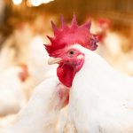 Budidaya ayam broiler di Ulu Manna, Bengkulu Selatan