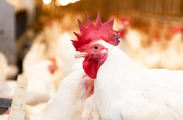 Usaha ternak ayam broiler skala kecil - racun shopee promo indonesia