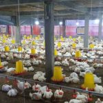 Budidaya ayam broiler di Seginim, Bengkulu Selatan