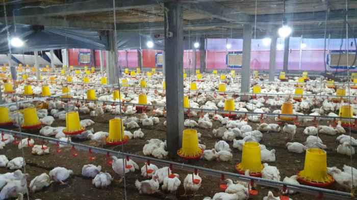 PLN Dukung Usaha Budidaya Ayam Broiler - bali prawara Budidaya ayam broiler di Merigi, Kepahiang