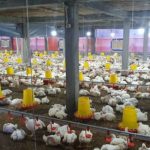 PLN Dukung Usaha Budidaya Ayam Broiler - bali prawara