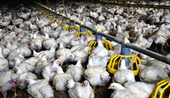 Cara Budidaya Ayam Buras - Cara Budidaya Cara Budidaya Ayam Buras - Cara Budidaya