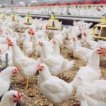 Budidaya ayam broiler di Curup Tengah, Rejang Lebong