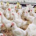 Budidaya ayam broiler di Ratu Samban, Kota Bengkulu