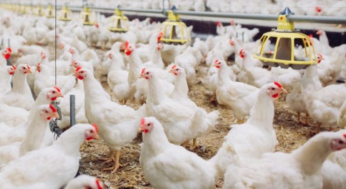 4 Cara Budidaya Ayam Broiler Organik Agar Berhasil – Sharing Artikel Di ... Budidaya ayam broiler di Ulu Manna, Bengkulu Selatan