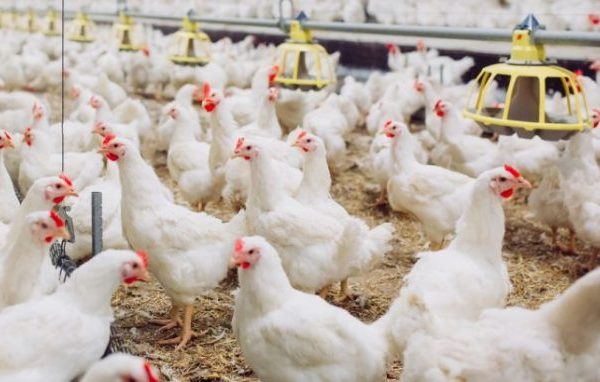 Ayam Broiler: Si Ayam Cuan yang Paling Banyak Dibudidayakan - Blog