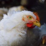 Budidaya ayam broiler di Bermani Ulu Raya, Rejang Lebong