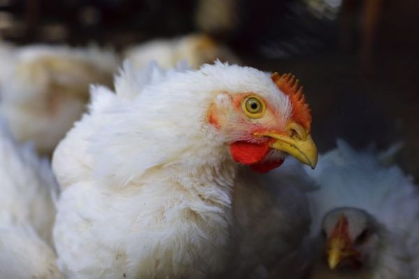 Panduan Cara Ternak Ayam Broiler Pedaging Menguntungkan untuk Pemula ...