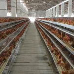 Budidaya ayam broiler di Merigi, Kepahiang