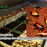 Ternak jangkrik di Pining, Gayo Lues