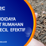 Budidaya maggot pemula di Kuta Cot Glie Aceh Besar