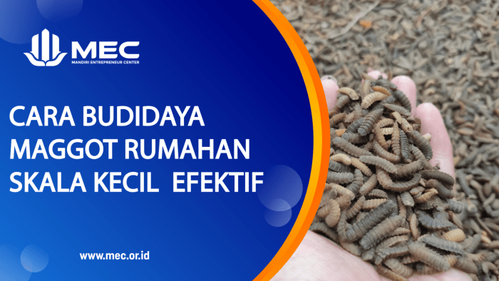 Cara Budidaya Maggot BSF Untuk Pemula Di Rumah Tanpa Bau Cara Budidaya Maggot BSF Untuk Pemula Di Rumah Tanpa Bau