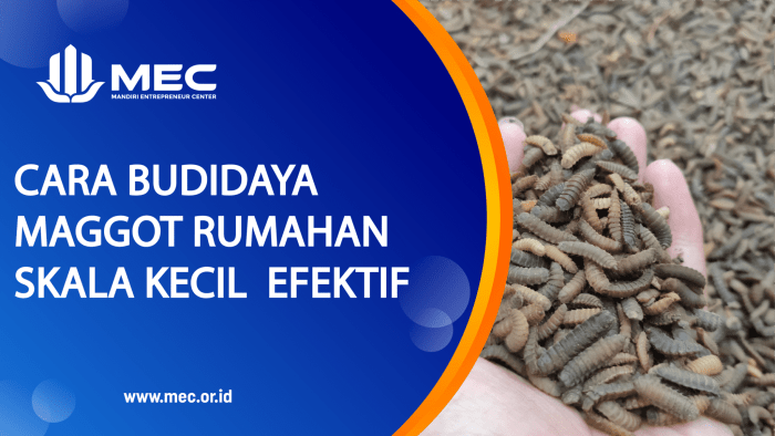 Cara Budidaya Maggot Rumahan Skala Kecil yang Efektif Cara Budidaya Maggot Rumahan Skala Kecil yang Efektif