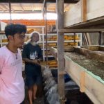 Budidaya maggot di Jombang | ANTARA Foto