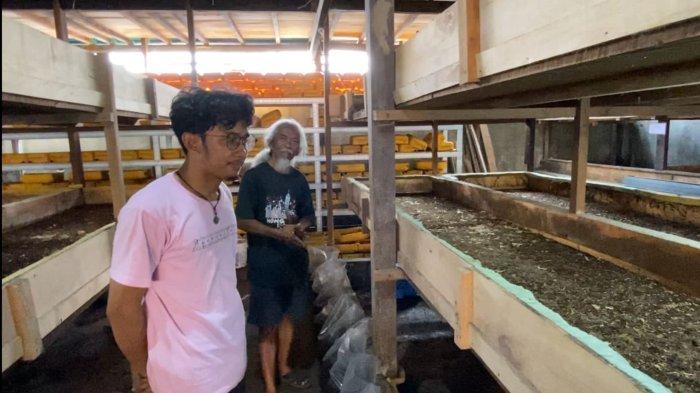 Budidaya maggot pemula di Kota Bahagia Aceh Selatan