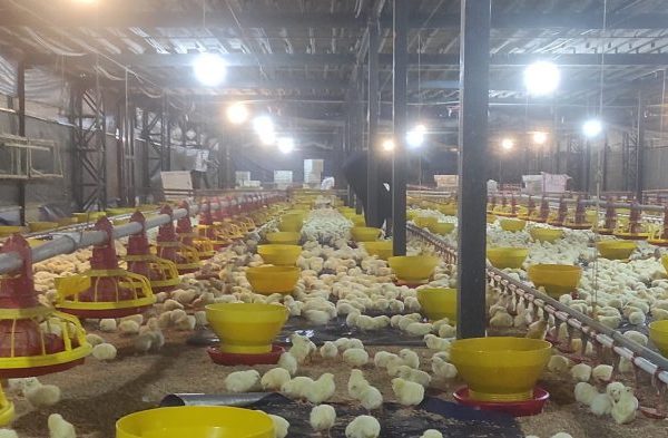 Budidaya ayam broiler di Talo, Seluma