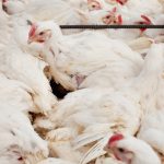 Budidaya ayam broiler di Tanjung Kemuning, Kaur