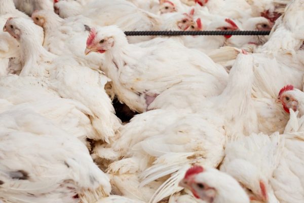 Budidaya ayam broiler di Tanjung Kemuning, Kaur