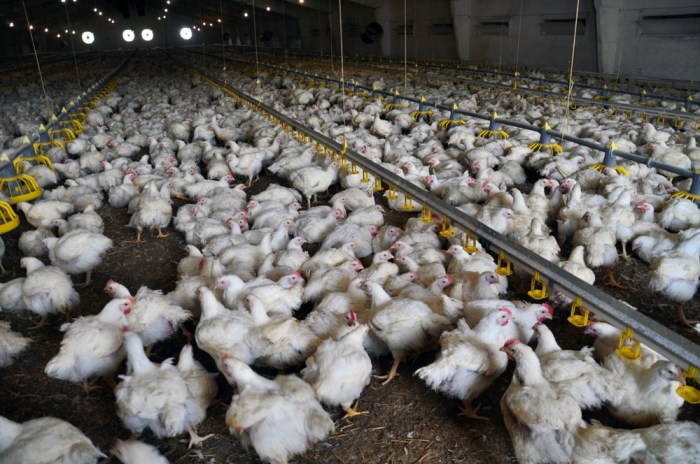 ayam broiler umur 2 hari bobot 53 gr/ek kandang2 bagian bawah semi ... ayam broiler umur 2 hari bobot 53 gr/ek kandang2 bagian bawah semi ...