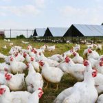 Peluang Usaha Ayam Kampung, Potong Dan Petelur (Pemula)