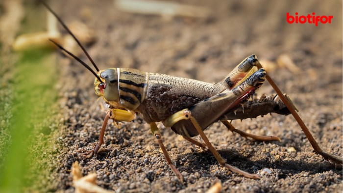 Mengintip Bisnis Ternak Jangkrik yang Menguntungkan Mengintip Bisnis Ternak Jangkrik yang Menguntungkan